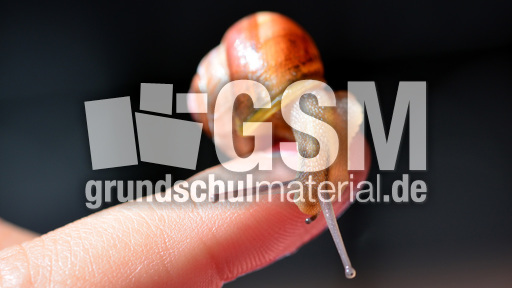 Bänderschnecke (7).jpg